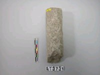 藏品(石杵)的圖片